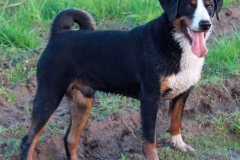 appenzeler_zennenhund_19_62546474656-compressor