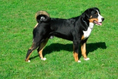 appenzeler_zennenhund_5_62546474656-compressor