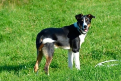 appenzeler_zennenhund_6_62546474656-compressor