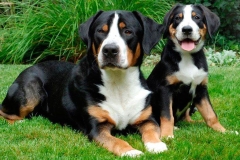 appenzeler_zennenhund_7_62546474656-compressor