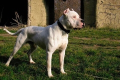 argentinskiy-dog_10_65758746475