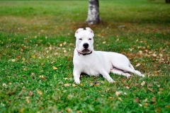 argentinskiy-dog_11_65758746475
