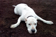 argentinskiy-dog_12_65758746475