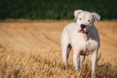 argentinskiy-dog_13_65758746475