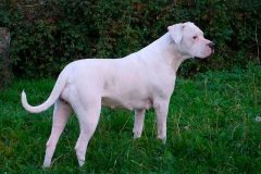 argentinskiy-dog_15_65758746475