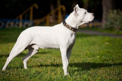 argentinskiy-dog_16_65758746475