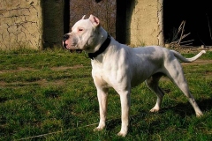 argentinskiy-dog_17_65758746475