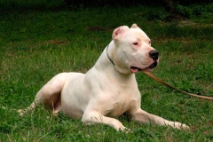 argentinskiy-dog_18_65758746475