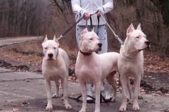 argentinskiy-dog_19_65758746475