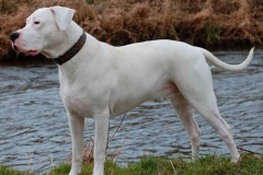 argentinskiy-dog_5_65758746475