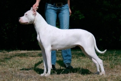 argentinskiy-dog_6_65758746475