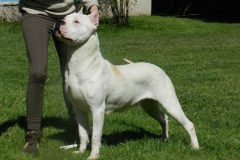 argentinskiy-dog_7_65758746475