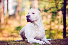 argentinskiy-dog_8_65758746475