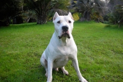 argentinskiy-dog_9_65758746475