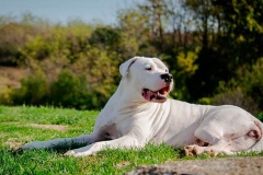 argentinskiy_dog_12_163673774