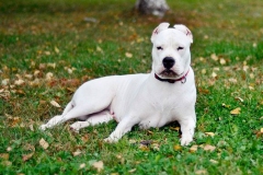 argentinskiy_dog_15_163673774