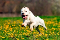 argentinskiy_dog_16_163673774