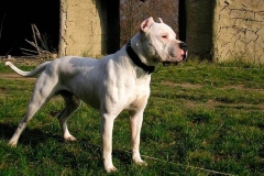 argentinskiy_dog_17_163673774