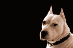 argentinskiy_dog_18_163673774