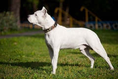 argentinskiy_dog_5_163673774