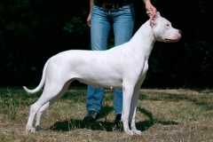 argentinskiy_dog_7_163673774