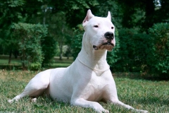 argentinskiy_dog_8_163673774