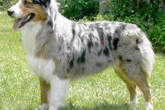 aussi_008