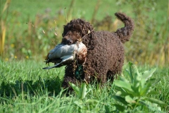 barbet_10_003