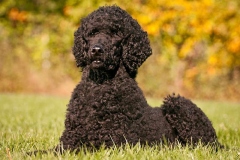 barbet_11_003