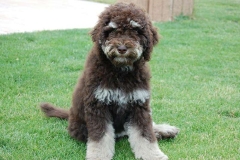 barbet_12_003