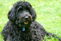 barbet_13_003