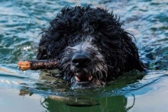 barbet_14_003