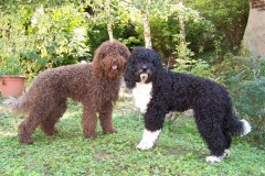 barbet_15_003