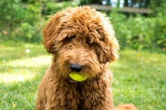barbet_16_003