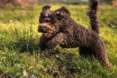 barbet_17_003