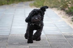 barbet_6_003