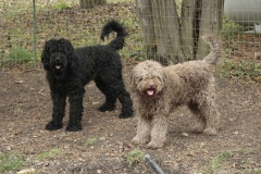 barbet_7_003
