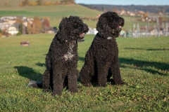 barbet_8_003