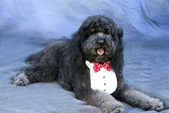 barbet_9_003