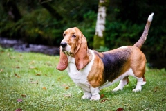 basset_10_175647465