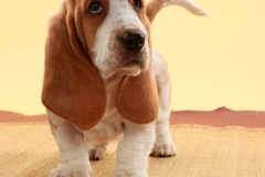 basset_11_175647465