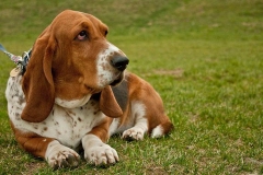 basset_12_175647465