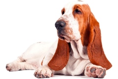 basset_13_175647465