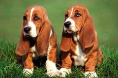 basset_14_175647465