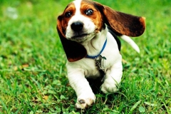 basset_15_175647465