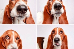 basset_16_175647465