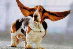 basset_17_175647465