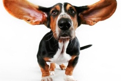 basset_18_175647465