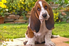 basset_19_175647465
