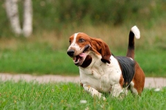 basset_5_175647465